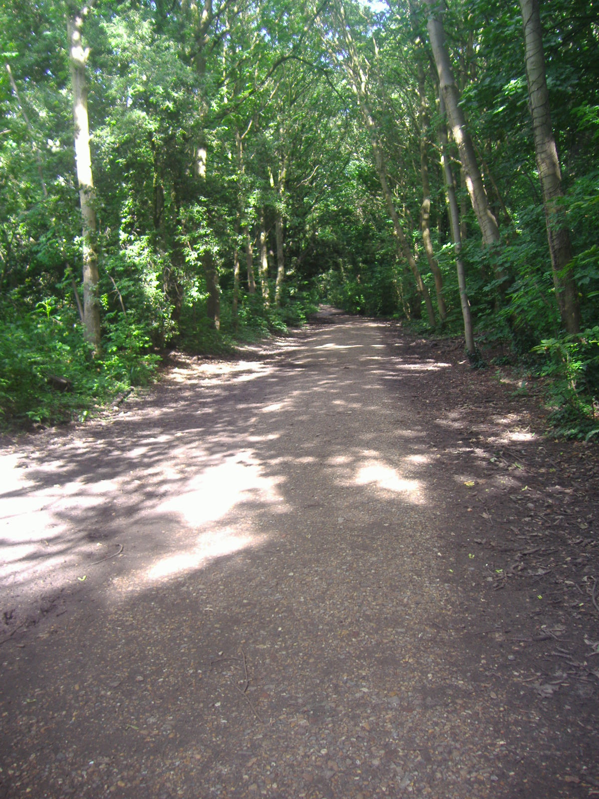 Parkland Walk near Crouch End, showing the tree-lined woodland path used for the Baby Loss Walk.